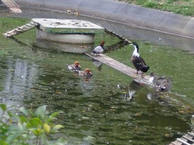 Patos-2