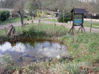 Estanque_anfibios_Karpin2011_3