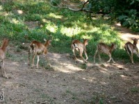 5536555333_38a20cf909_b