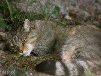 5537132170_d9478931ba_b