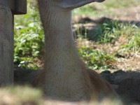 guanaco