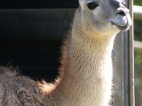 guanaco2