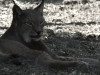 lince