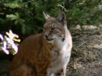 lince3
