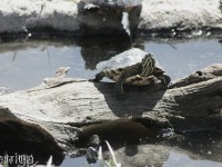 tortugas2