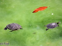 tortugas4