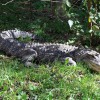 Aligator_Caiman13
