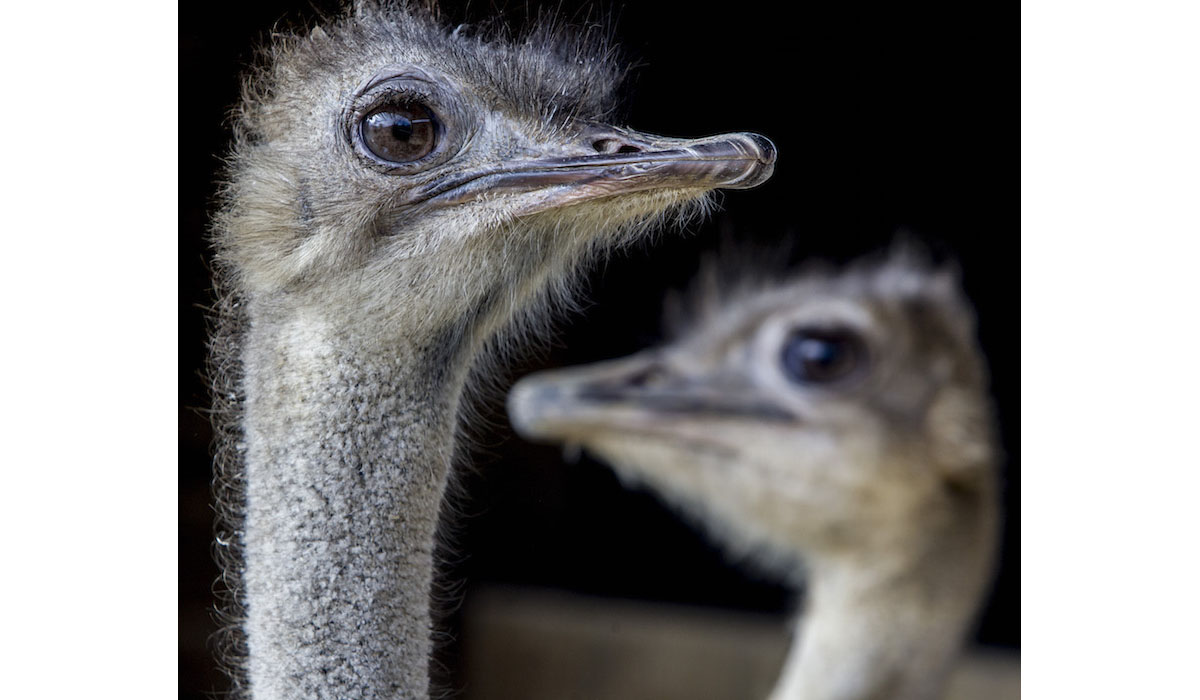 Emu