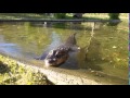Últimos chapuzones del aligator en diciembre de 2015